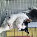 Znaleziono kota, Wrocław, 8 marca 2026