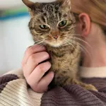 Kot do adopcji, Głowno, 23 marca 2026