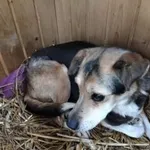 Pies do adopcji, Oborniki, 13 stycznia 2026