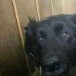 Pies do adopcji, Oborniki, 4 marca 2026