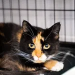 Kot do adopcji, Tychy, 28 lutego 2026