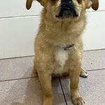 Znaleziono psa, Siedlce, 23 marca 2026