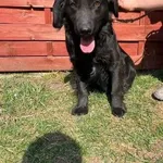 Znaleziono psa, Czartki, 23 marca 2026