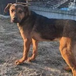 Pies do adopcji, Głowno, 24 marca 2026