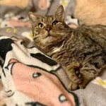 Kot do adopcji, Głowno, 23 marca 2026