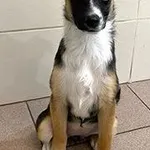 Znaleziono psa, Siedlce, 23 marca 2026