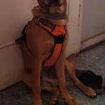 Zaginął pies, Łódź, 23 marca 2026