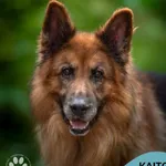 Pies do adopcji, Gdynia, 24 marca 2026