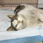 Kot do adopcji, Głowno, 23 marca 2026