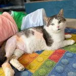 Kot do adopcji, Głowno, 23 marca 2026