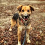 Pies do adopcji, Dłużyna Górna, 23 marca 2026