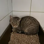 Znaleziono kota, Lublin, 23 marca 2026