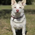 Pies do adopcji, Bydgoszcz, 23 marca 2026