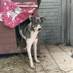 Pies do adopcji, Oborniki, 13 stycznia 2026