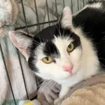 Kot do adopcji, Głowno, 23 marca 2026