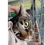 Kot do adopcji, Wrocław, 3 marca 2026