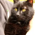 Kot do adopcji, Głowno, 23 marca 2026