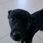 Zaginął pies, Łódź, 23 marca 2026