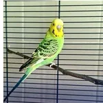 Oddam zwierzę, Wrocław, 10 marca 2026