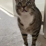 Kot do adopcji, Głowno, 23 marca 2026