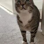 Kot do adopcji, Głowno, 23 marca 2026