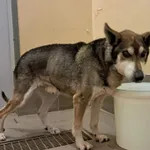 Znaleziono psa, Olsztyn, 20 marca 2026