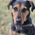 Oddam psa, Wólka Grodziska, 25 marca 2026