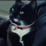 Zaginął kot, Przyjaźń, 25 marca 2026