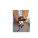 Znaleziono psa, Białystok, 3 marca 2026