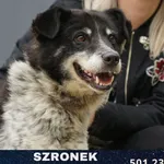 Szronek