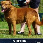Victor