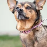 Znaleziono psa, Skałowo, 24 marca 2026