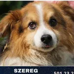 Pies do adopcji, Ciosny, 6 maja 2022