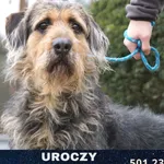Uroczy