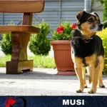 Musi
