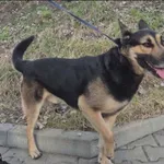 Znaleziono psa, Grudziądz, 25 marca 2026