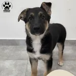 Znaleziono psa, Gdynia, 20 marca 2026