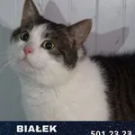 Kot do adopcji, Ciosny, 8 czerwca 2019