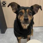 Znaleziono psa, Gdynia, 20 marca 2026