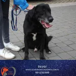 Pies do adopcji, Ciosny, 15 czerwca 2022