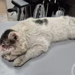 Znaleziono kota, Chełmek, 23 marca 2026