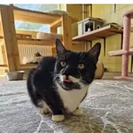 Kot do adopcji, Wrocław, 2 marca 2026