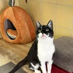 Kot do adopcji, Wrocław, 27 lutego 2026