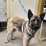 Pies do adopcji, Choszczno, 25 marca 2026