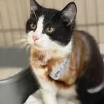 Kot do adopcji, Bełchatów, 5 stycznia 2026