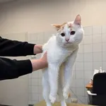 Znaleziono kota, Lublin, 26 marca 2026