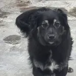 Znaleziono psa, Radom, 25 marca 2026