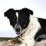 Pies do adopcji, Chełmek, 27 lutego 2026