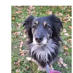 Znaleziono psa, Wrocław, 5 września 2025