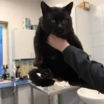 Znaleziono kota, Lublin, 25 marca 2026